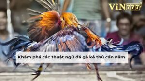 Khám phá các thuật ngữ đá gà kê thủ cần nắm 