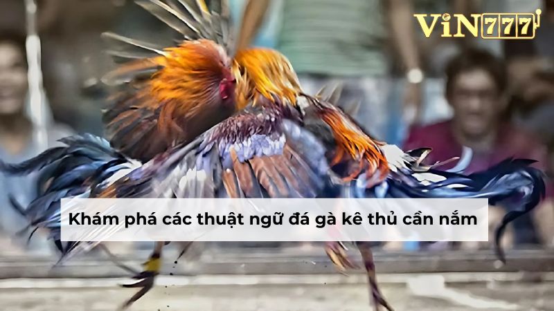 Khám phá các thuật ngữ đá gà kê thủ cần nắm 