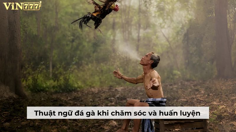 Chi tiết các thuật ngữ đá gà khi chăm sóc và huấn luyện