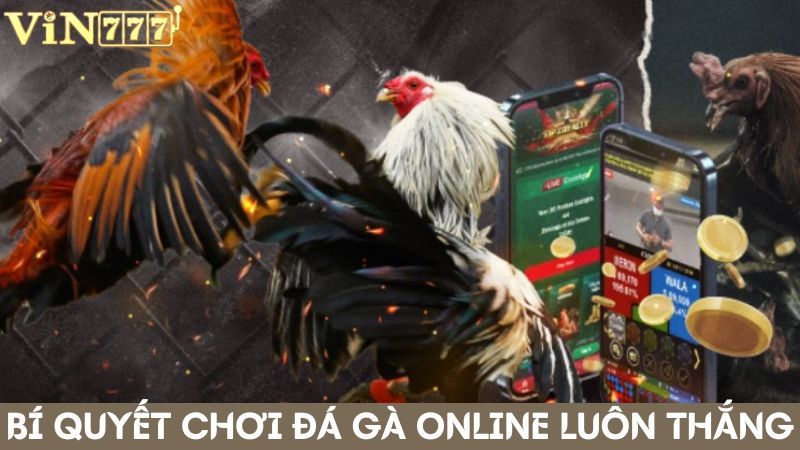 Bỏ túi bí quyết cược đá gà online luôn thắng từ chuyên gia