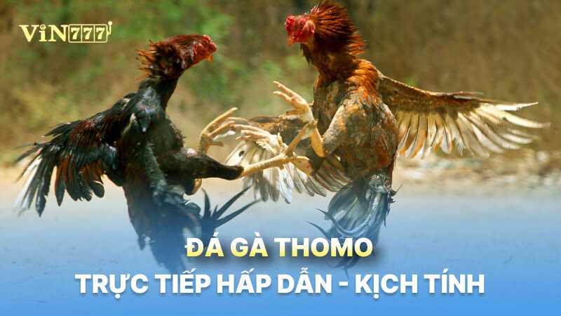 Đá gà thomo trực tiếp siêu hấp dẫn - cực kỳ kịch tính