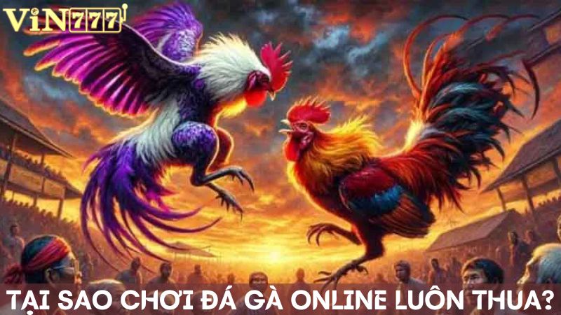 Tìm hiểu lý do tại sao chơi đá gà online luôn thua