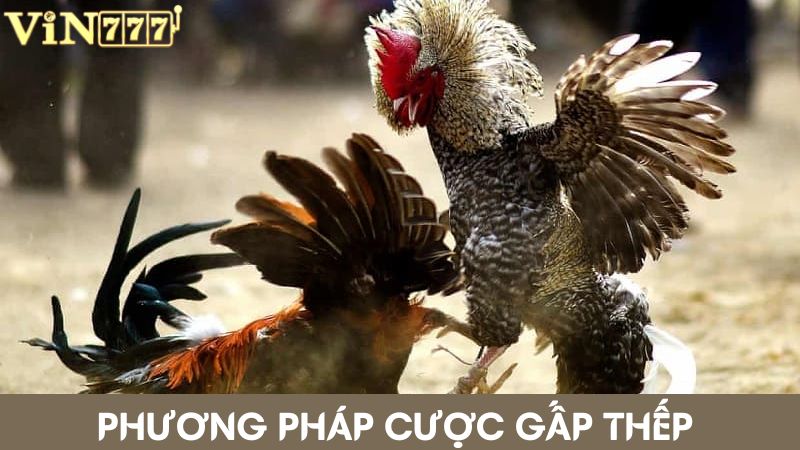 Tìm hiểu về hình thức cược gấp thếp trong đá gà